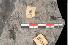 Foto (Detailansicht) von Thinnfeldia lunzensis Ettingshausen (NHMW-GEO-2024-0188-10590)